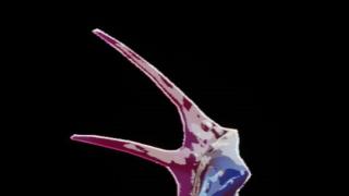 BreachingFin