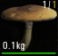 Agaricus Augustus.png