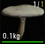 Agaricus Campestris.png