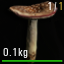 Amanita_Pantheria.png