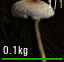 Lepiota Procera.png