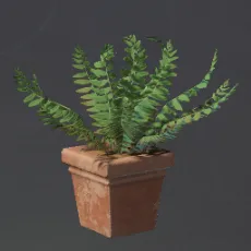 SquareFernFlowerPot.webp
