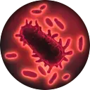 Icon_CD_BubonicPlague.webp