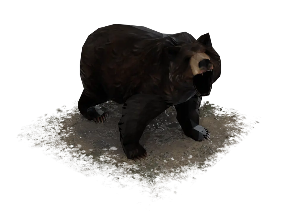 Image_Bear.webp