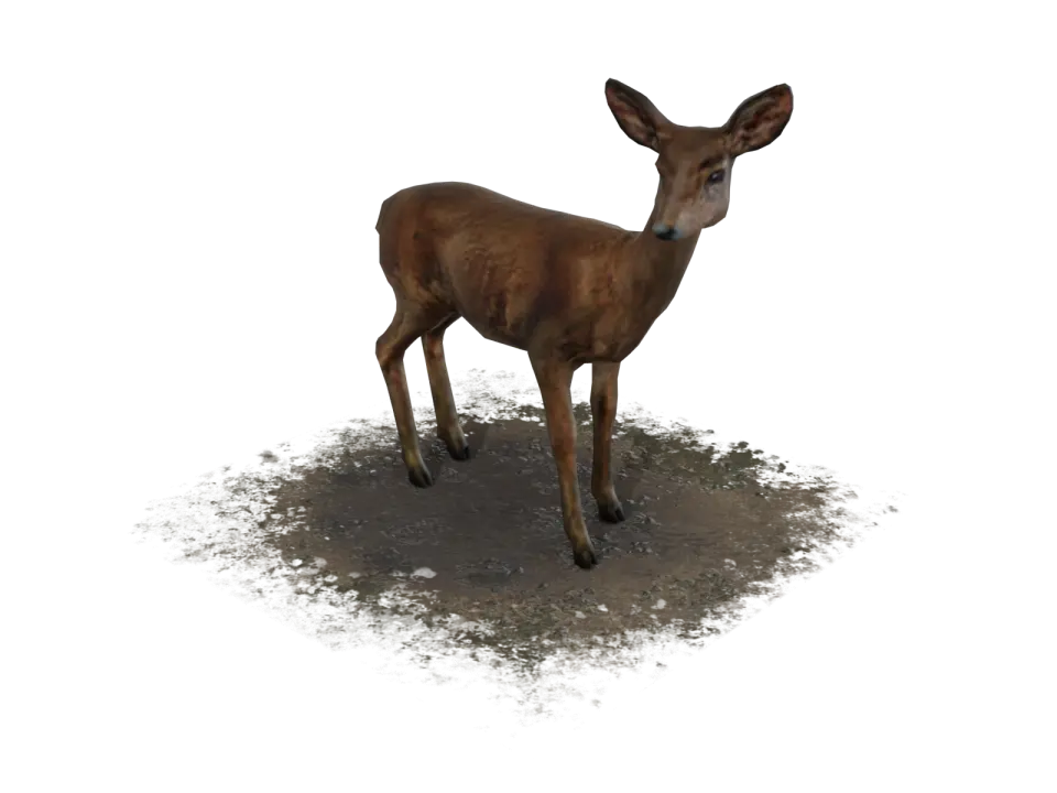 Image_Deer.webp