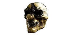 Premium_Collector.webp