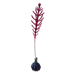 AnemoneTickleTendril_01a.webp