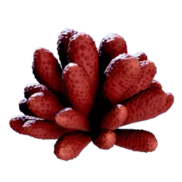 AsterSponge.webp