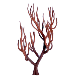 CoralBranching.webp