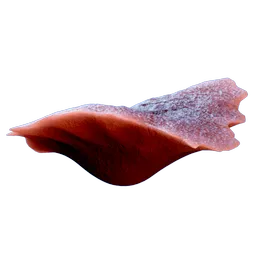 CoralShard.webp