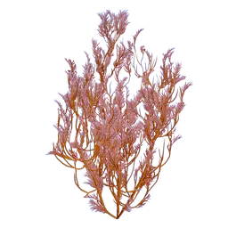 FeatherKelp.webp