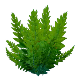 PlantBushAlgae_02a.webp