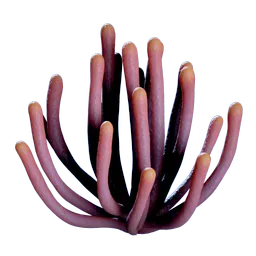 TypeRaion.webp