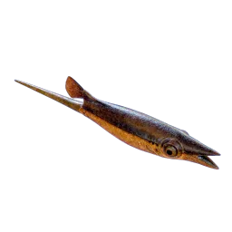 Spineytail_Cooked.webp
