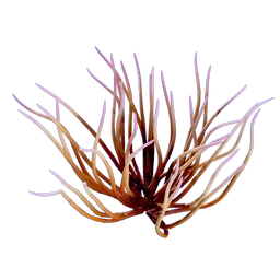 SeaWhip.webp SeaWhip.webp