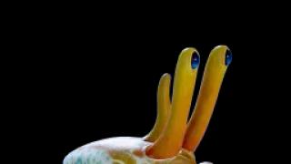 ペリスコープ・クラウンクラブ