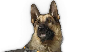 HagiosSheepDog.webp