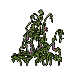 BushBlackBean_St04_150cm.webp