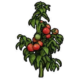 BushTomato_st04_210cm.webp