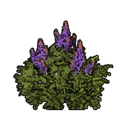BushVerbena_st04_120cm.webp