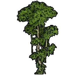 Ficus_800cm.webp