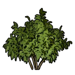 BushMancinella_160cm.webp BushMancinella_160cm.webp