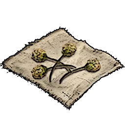 Resources_T01_MancinellaSeeds_01.webp Resources_T01_MancinellaSeeds_01.webp